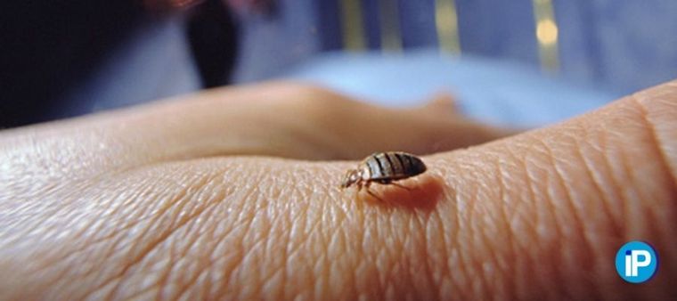 Chinche de cama Foto de islaplagas.com Foto: Foto de islaplagas.com