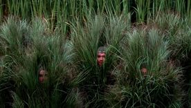 El pasto humano de Bad Bunny. El pasto humano de Bad Bunny.