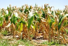 Las imágenes satelitales permiten brindar a los productores de la región pampeana información clave para sus cultivos.