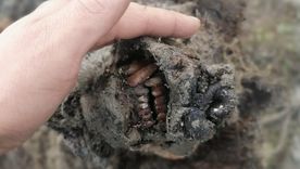 El oso de la Edad de Hielo fue encontrado en las islas Lyakhovsky en el noreste de Rusia. Foto: NORTH-EASTERN FEDERAL UNIVERSITY