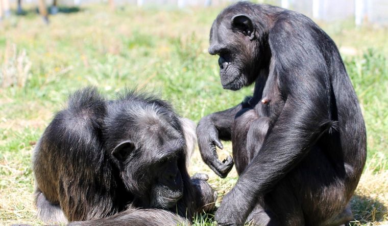 Los simios, nuestros parientes, siguen aportando semejanzas. Foto: Efe.