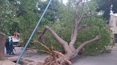 Un árbol bloquea la calle Santiago del Estero y genera demoras en el tránsito. Trabajan cuadrillas municipales. Un árbol bloquea la calle Santiago del Estero y genera demoras en el tránsito. Trabajan cuadrillas municipales.