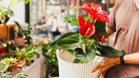 El Anthurium rojo es la planta estrella de esta Navidad. Foto: Shutterstock El Anthurium rojo es la planta estrella de esta Navidad. Foto: Shutterstock