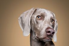 Los perros sin lugar a dudas son los mejores amigos de los humanos Foto: Shutterstock