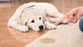 Si un perro o un gato repite el mismo lugar para orinar, porque no quedó limpio completamente. Foto: Archivo Si un perro o un gato repite el mismo lugar para orinar, porque no quedó limpio completamente. Foto: Archivo