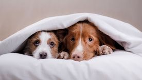 Fiestas de fin de año: cómo proteger a tus mascotas del estrés y los fuegos artificiales Foto: Archivo MDZ