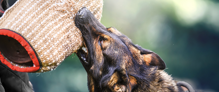 Estas son las razas caninas más fuertes y resistentes Foto: Shutterstock