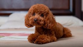 Por qué es importante ponerle límites al perro caniche toy Por qué es importante ponerle límites al perro caniche toy