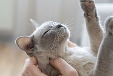 Las señales que indican que tu gato te quiere Foto: Shutterstock