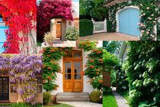 Las plantas trepadoras aportan hojas y flores que pueden transformar completamente el frente de una vivienda o inmueble. Foto: Adobe Stock y livingetc.com.