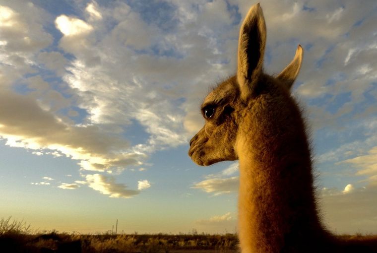 Tras los dichos de Patricia Bullrich, confirmaron que en Chubut viven cerca de 600.000 guanacos y no un millón Foto: X @anibalaguaisol
