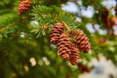 JARDÍN Las piñas coníferas reinan en los pinos Foto: Shutterstock