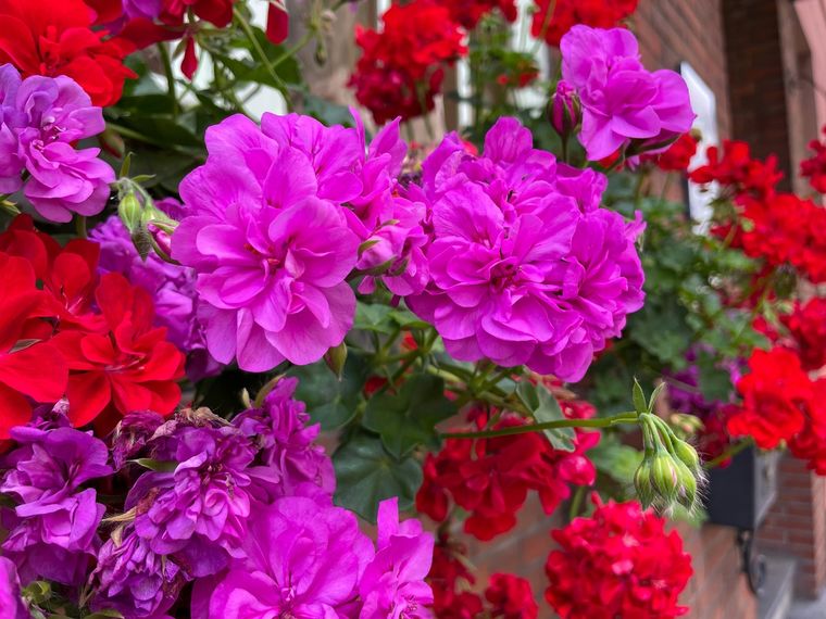 Geranio, tiene flores todo el año. Foto: SHUTTERSTOCK