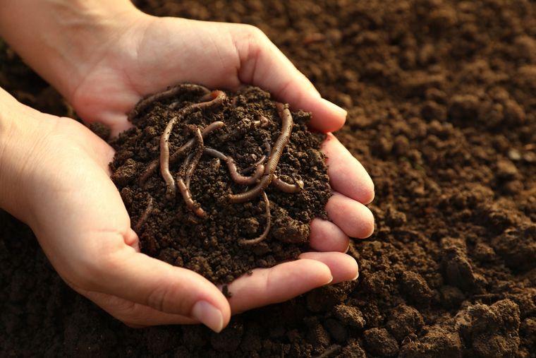 Las lombrices indican que el suelo está vivo y equilibrado: una señal positiva para tu jardín. Foto: Shutterstock
