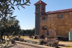La olivícola mendocina que se transformó en la mejor del mundo