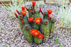 cactus Sus flores son hermosas. Foto: Fuente: Shutterstock