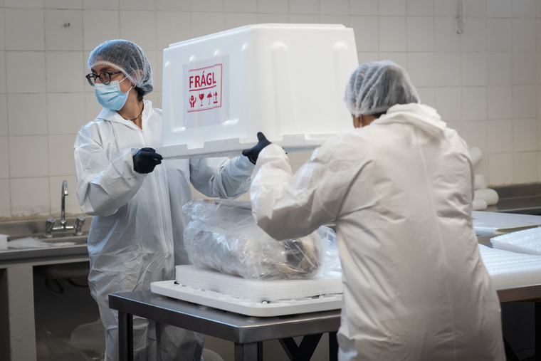 El traslado del Niño del Aconcagua marca una reparación histórica entre la ciencia y las comunidades originarias. El traslado del Niño del Aconcagua marca una reparación histórica entre la ciencia y las comunidades originarias.