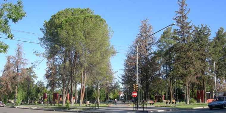 La plaza de Tunuyán con algunos ejemplares secos.