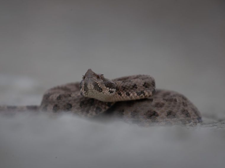 Un hombre fue mordido por una yarará en Uspallata. Un hombre fue mordido por una yarará en Uspallata.