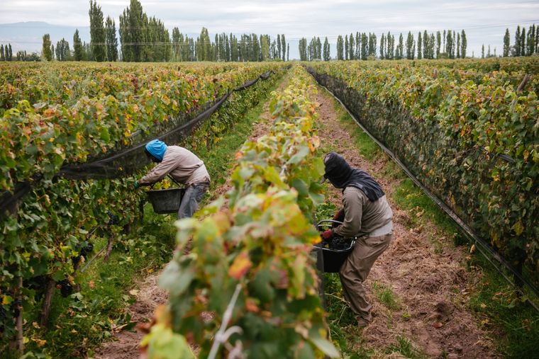 La vitivinicultura emplea mucha mano de obra Foto: Archivo
