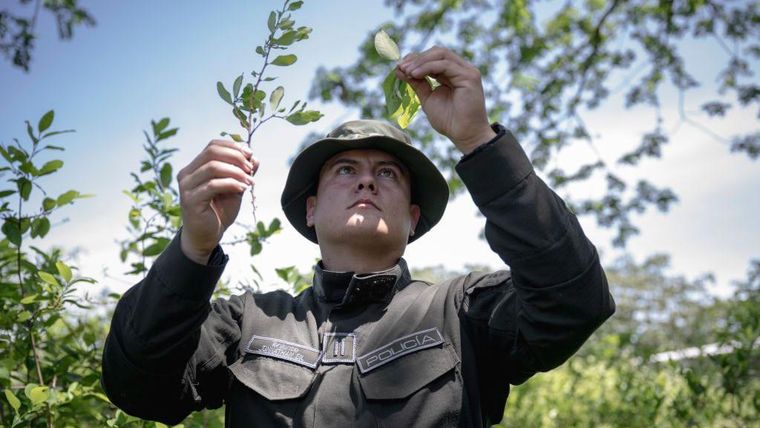 Colombia sufre cifras récord de cultivo y producción de cocaína.