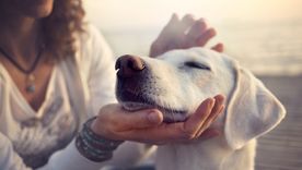 Estos son los perros con los que podrás compartir todo tu tiempo Foto: Shutterstock