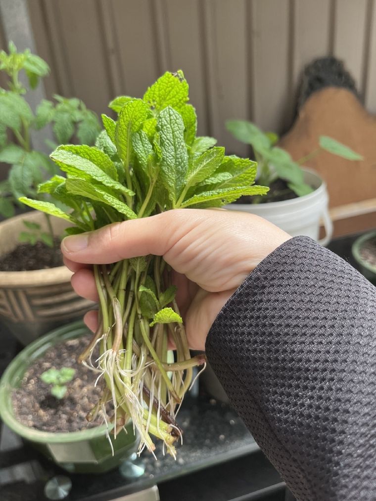 El enraizante casero de lentejas no solo impulsa el crecimiento, sino que también garantiza un desarrollo saludable desde las raíces Foto: Shutterstock