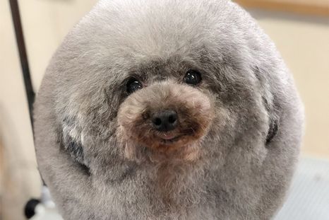 Circular ¡Algunos parecen tener solo dos patas!