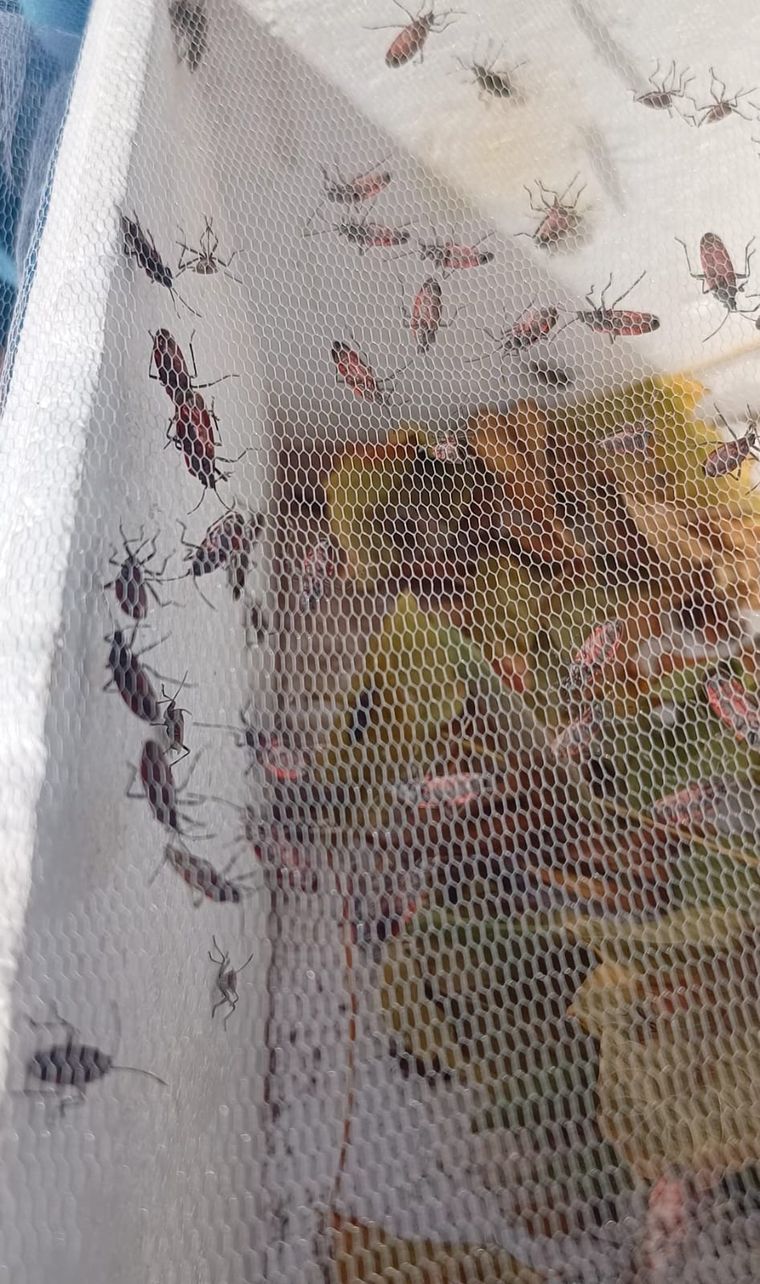 El dossier sobre la chinche del arce reúne pautas de control, monitoreo y uso responsable de insecticidas para evitar errores en el hogar. El dossier sobre la chinche del arce reúne pautas de control, monitoreo y uso responsable de insecticidas para evitar errores en el hogar.