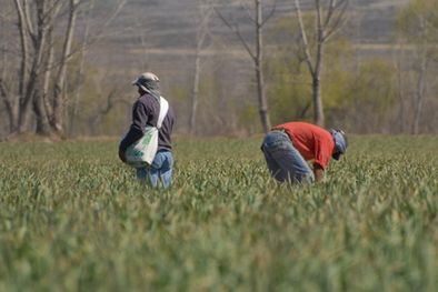 MDZol | Las ventas de ajo a nivel productor son inciertas.