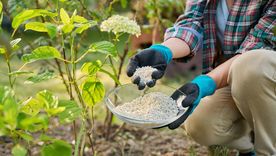 El llamado “oro blanco” también ayuda a prevenir plagas como caracoles y babosas en plantas. Foto: Archivo El llamado “oro blanco” también ayuda a prevenir plagas como caracoles y babosas en plantas. Foto: Archivo
