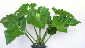 La planta estrella de interiores. La planta estrella de interiores.