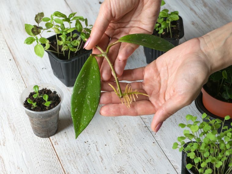 Este líquido te ayuda a enraizar las plantas con mínimo esfuerzo. Foto: SHUTTERSTOCK