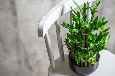 Plantas de la abundancia. Foto: Shutterstock Plantas de la abundancia. Foto: Shutterstock