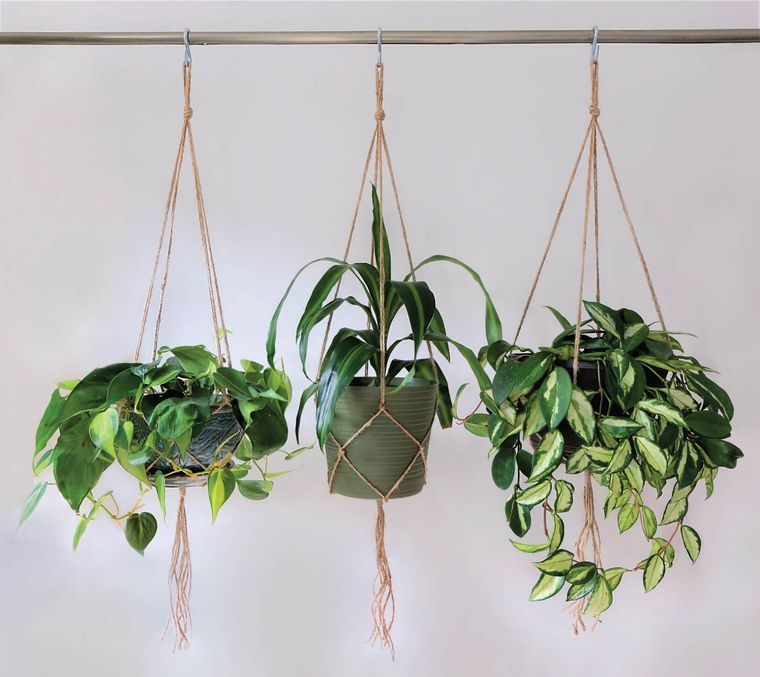 Foto: Ugaoo - https://www.ugaoo.com/knowledge-center/hangem-up-the-plants-of-hanging-planters/