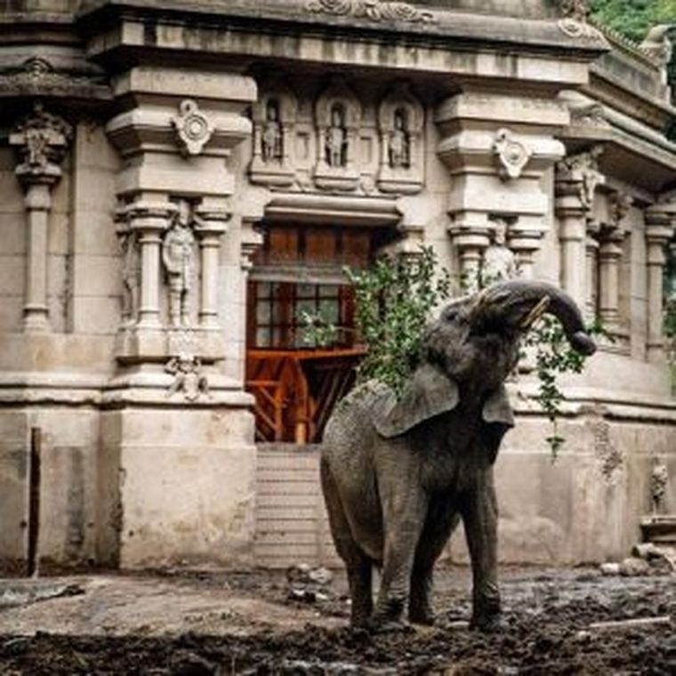 La elefanta Pupy en el Ecoparque de Buenos Aires. La elefanta Pupy en el Ecoparque de Buenos Aires.