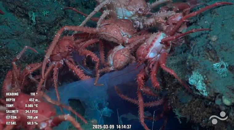 Cangrejo litódido espinoso (Lithodidae) Cangrejo litódido espinoso (Lithodidae)