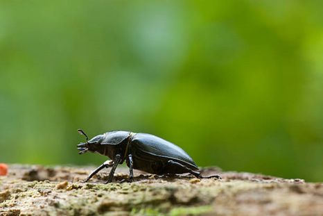 Escarabajo: un insecto que puede aparecer en el hogar. Escarabajo: un insecto que puede aparecer en el hogar.