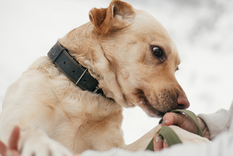El perro mestizo ocupa el primer lugar de los perros para tener en un hogar Foto: Shutterstock