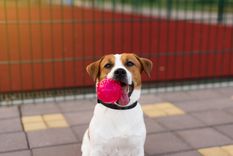 El perro canaliza la emoción para no saltar ni ladrar en exceso. Foto: Shutterstock