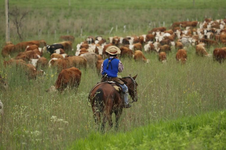 Los pastizales naturales son aliados estratégicos para la producción ganadera y contribuyen a mantener la biodiversidad.