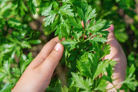 Perejil y sus usos. Foto: Shutterstock