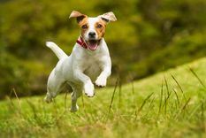 Foto: SHUTTERSTOCK