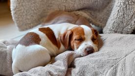 ¿Los perros sueñan? La respuesta en la nota. ¿Los perros sueñan? La respuesta en la nota.