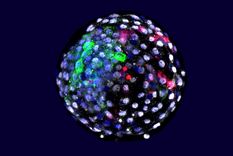 Blastocisto humano-mono de quimera. Foto: Weizhi Ji, Kunming University of Science and Technology