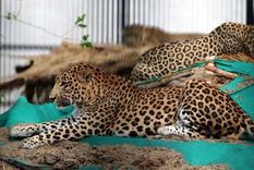 La mujer sufrió heridas de gravedad tras el ataque de un leopardo (foto de archivo). Foto: Getty Images