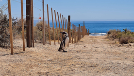 El productor agropecuario Ricardo La Regina fue condenado por la muerte de cientos de pinguinos en Punta Tombo. Foto: Greenpeace El productor agropecuario Ricardo La Regina fue condenado por la muerte de cientos de pinguinos en Punta Tombo. Foto: Greenpeace