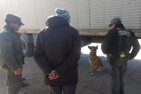 Minos, el perro antinarcóticos de Gendarmería que detectó los 40 kilos de pasta base en un camión proveniente de Bolivia Minos, el perro antinarcóticos de Gendarmería que detectó los 40 kilos de pasta base en un camión proveniente de Bolivia
