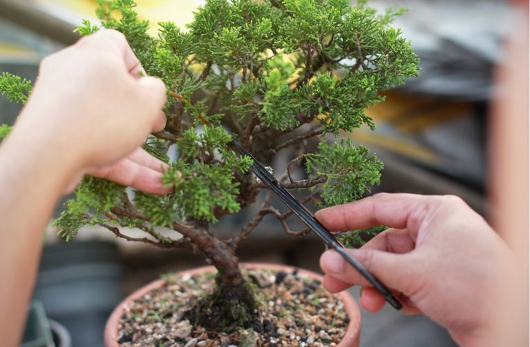 Preparate para ver crecer a tu Bonsai más fuerte que nunca con estos consejos que no fallan. Foto: Foto: shutterstock