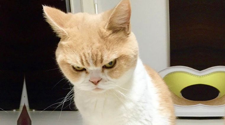 Señales que indican que mi gato está enfadado Estos animales pueden mostrar diferentes emociones. Foto: Archivo